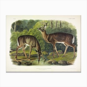 Common Deer, John James Audubon Canvas Print