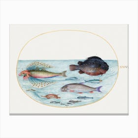 Flying Gurnard, Male Lumpsucker, Longspine Snipefish And Other Fish (1575 1580), Joris Hoefnagel Canvas Print