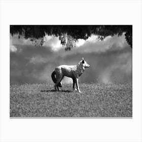 Reflection Wolf Canvas Print