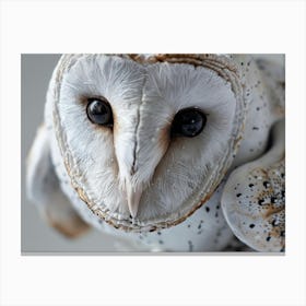 Barn Owl 16 Canvas Print