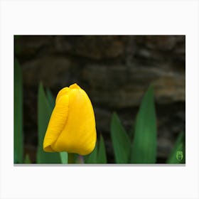 Yellow Tulip 20210502 15ppub Canvas Print
