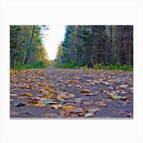 Autumn Road In The Forest Photo Canvas Print