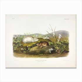 Hudson'S Bay Lemming, John James Audubon Canvas Print