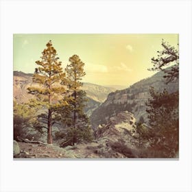 Retro Wooded Pines 5 Canvas Print