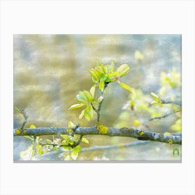 Spring Blossoms 20220402 249rt1ppub Canvas Print