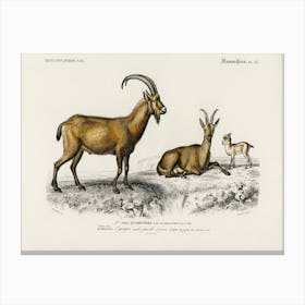 Wild Goat (Capra Agagrus), Charles Dessalines D'Orbigny Canvas Print