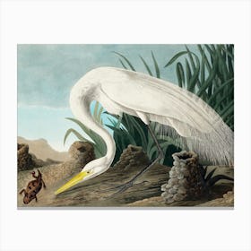 Audubon White Heron, Plate CCCLXXXVI, The Birds of America, With the Horned Agama Remastered Reproduction of the Classic Vintage Print Canvas Print