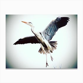 Heron In Flight Canvas Print