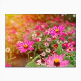 Pink Flowers In The Garden Canvas Print