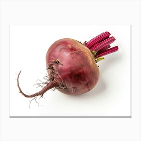 Beetroot isolated on white background. 7 Canvas Print