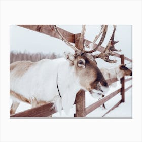 Reindeer In Winter Canvas Print