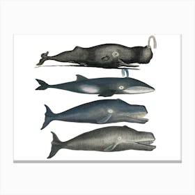 Whales Canvas Print