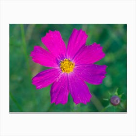 Purple Cosmos Flower Canvas Print