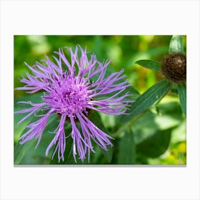 Purple Thistle 20170818 1544pub Canvas Print