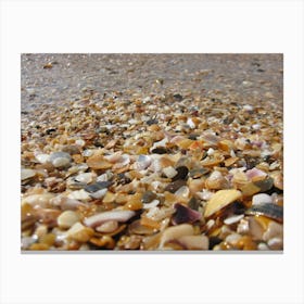 Shells On The Beach 1 Canvas Print