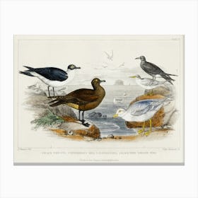 Black Toed Gull, Richardson's Skua, Glaucous Gull, Black Tern, And Lesser Tern, Oliver Goldsmith Canvas Print