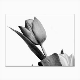 Black And White Tulips Canvas Print