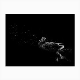 Black And White Duck Floating In The Reflection Of Stars In The Water Canvas Print
