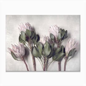 Pale Proteas 2 Canvas Print