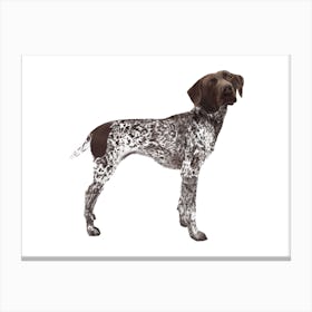 German Shorthaired Pointer Canvas Print