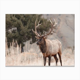 Western Elk Scenery Canvas Print