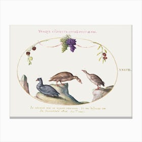 Two Gray Geese With A Third Bird And Hanging Grapes (1575 1580), Joris Hoefnagel Canvas Print
