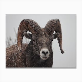 Winter Bighorn Sheep Canvas Print