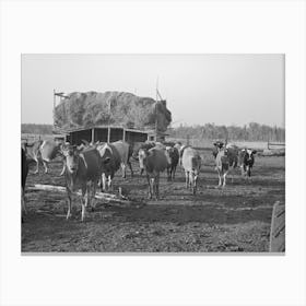 Herd Of Cattle With Straw Barn In The Background On Farm Near Little Fork, Minnesota By Russell Lee Canvas Print