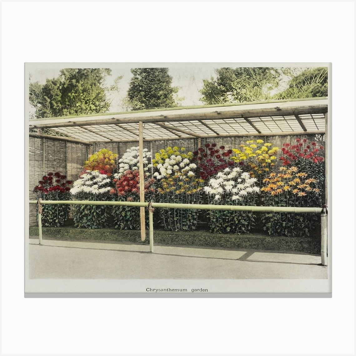 Chrysanthemum Garden, Hand Colored Collotype From Some Japanese Flowers (1896), Kazumasa Ogawa 1 Canvas Print by Fy! Classic Art Prints and Posters