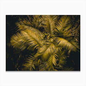 Palm Leaves Ii Canvas Print