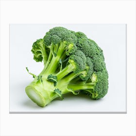 Broccoli On White Background 5 Canvas Print