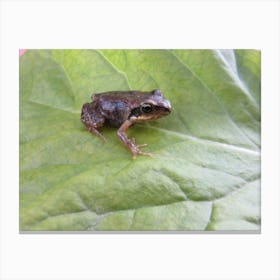 Frog On Leaf Canvas Print