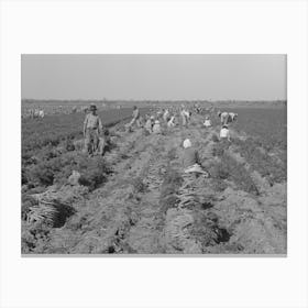 Mexican Carrot Workers Near Edinburg, Texas By Russell Lee Canvas Print