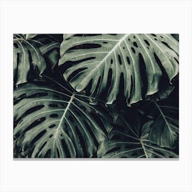 Lush Tropical Leaves Canvas Print