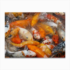 Koi Fish Canvas Print