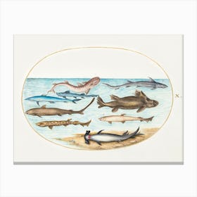 Nine Sharks (1575–1580), Joris Hoefnagel Canvas Print