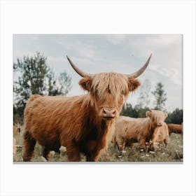 Curious Highland Cow Canvas Print