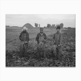 Untitled Photo, Possibly Related To Mexican Beet Workers, Near Fisher, Minnesota By Russell Lee 1 Canvas Print