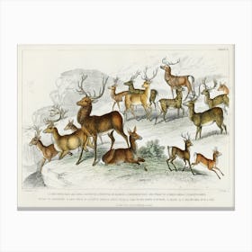 Collection Of Various Deers, Oliver Goldsmith Canvas Print