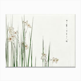 Chinese Daffodils Canvas Print