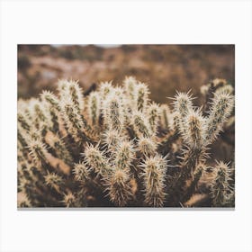 Prickly Cactus Canvas Print