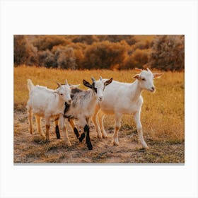 Three Goats Taking A Walk Canvas Print