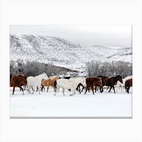 A Mixed Herd Of Wild Horses Wyoming, Carol M Highsmith  Canvas Print