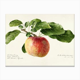 Apple On A Branch Canvas Print