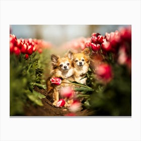 Chihuahuas in between the Tulips - Belgium dog photo print - moody animal photography art Canvas Print