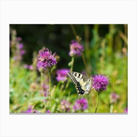 Swallowtail Butterfly 20170818 1467pub Canvas Print