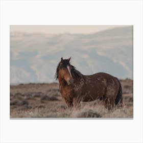 Western Horse Canvas Print