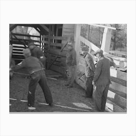 Untitled Photo, Possibly Related To Stockyard Attendants Herding Hogs Into Pens At Stockyards, Aledo, Illinois Canvas Print
