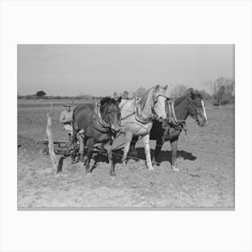 Untitled Photo, Possibly Related To Farmer Discing Land, Weslaco, Texas, Fsa (Farm Security Administration) Canvas Print