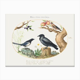 Magpie, Crow, And Goldfinch (1575–1580), Joris Hoefnagel Canvas Print